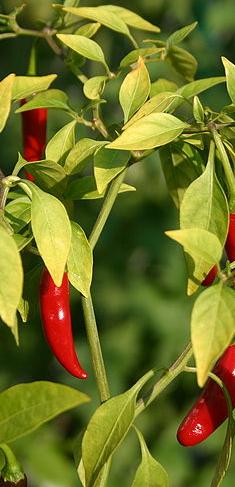 Red Chilli :::: Red Chilli,Red Chilli Manufacturers,Wholesale Red ...